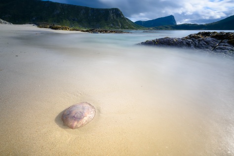 A poor jellyfish lay on the sand out of the sea on a beach in Lofoten, Norway